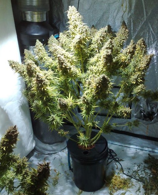 amazing think different specimen