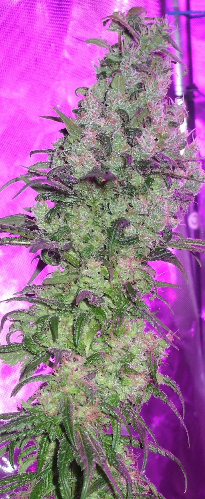 Dutch Passion The Ultimate