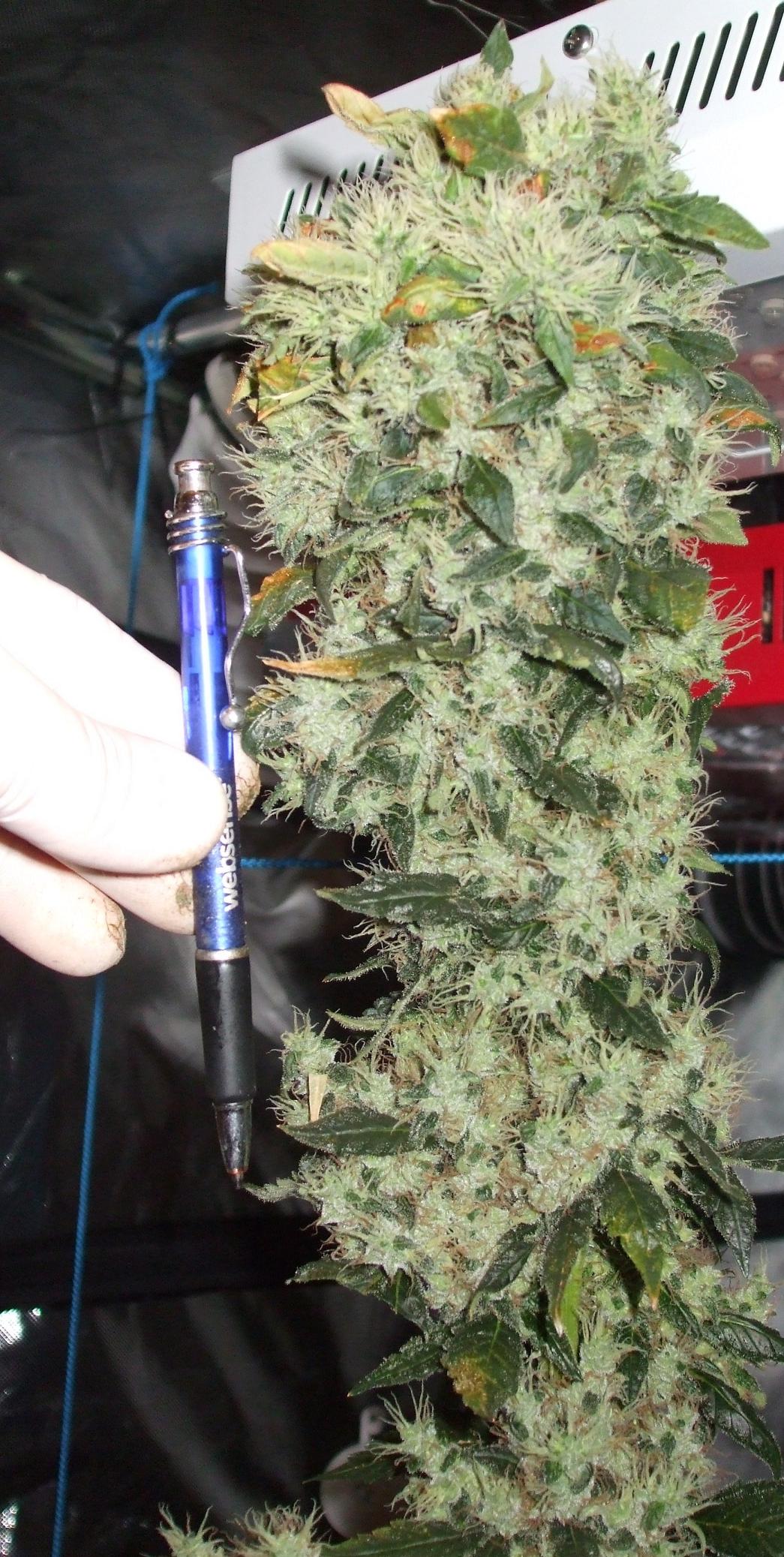 Dutch Passion The Ultimate