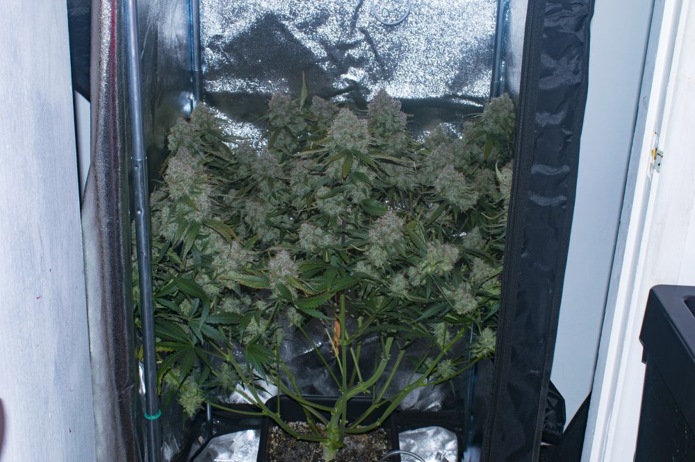 AutoBrooklyn Sunrise anti-anxiety medicine Dutch Passion