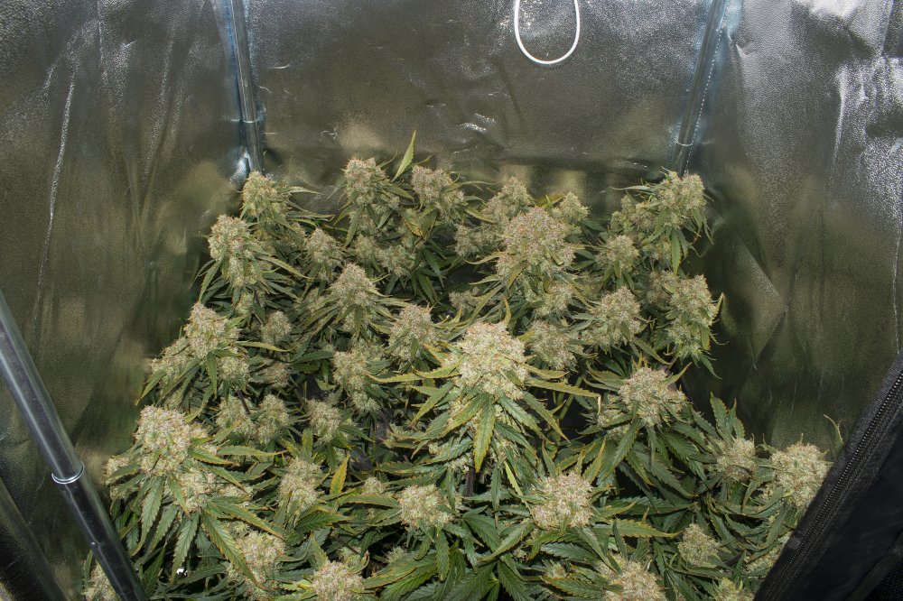 AutoBrooklyn Sunrise is easy to grow