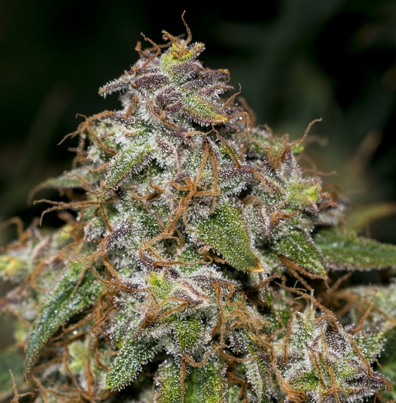 AutoBrooklyn Sunrise