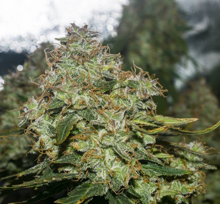 AutoBrooklyn Sunrise