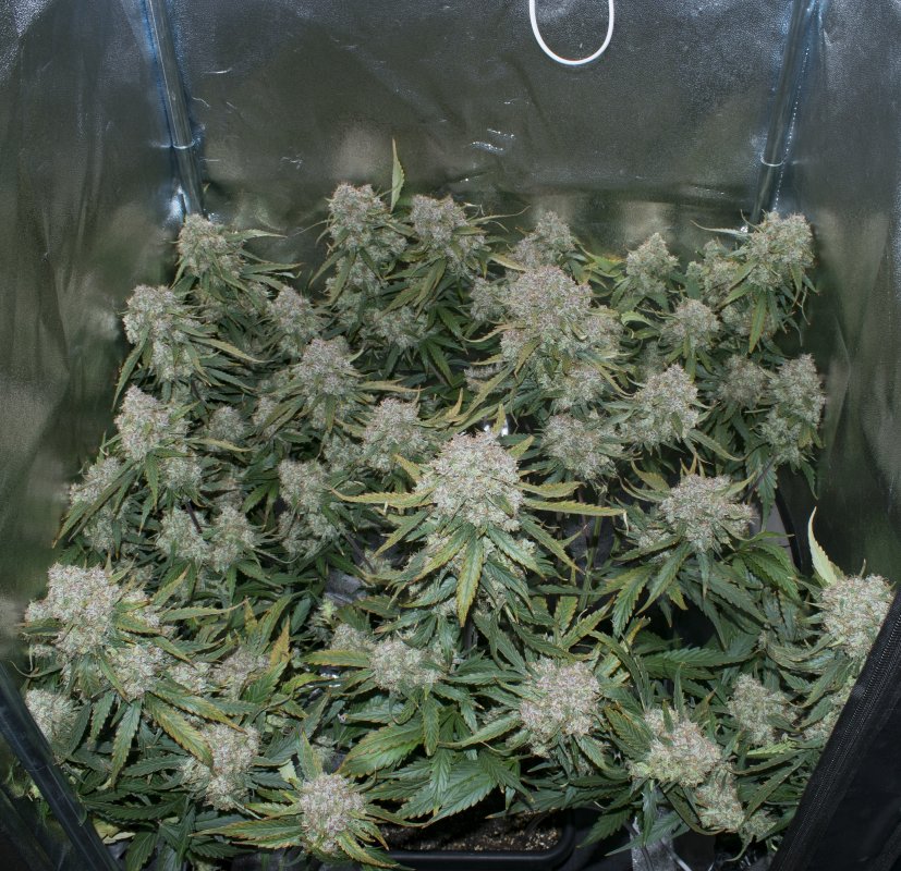 AutoBrooklyn Sunrise