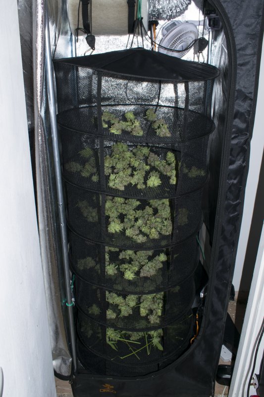 AutoBrooklyn Sunrise