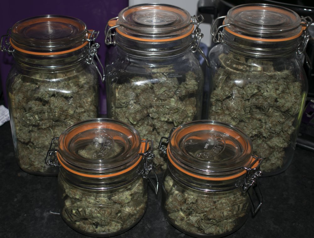 AutoBrooklyn Sunrise jars Dutch Passion