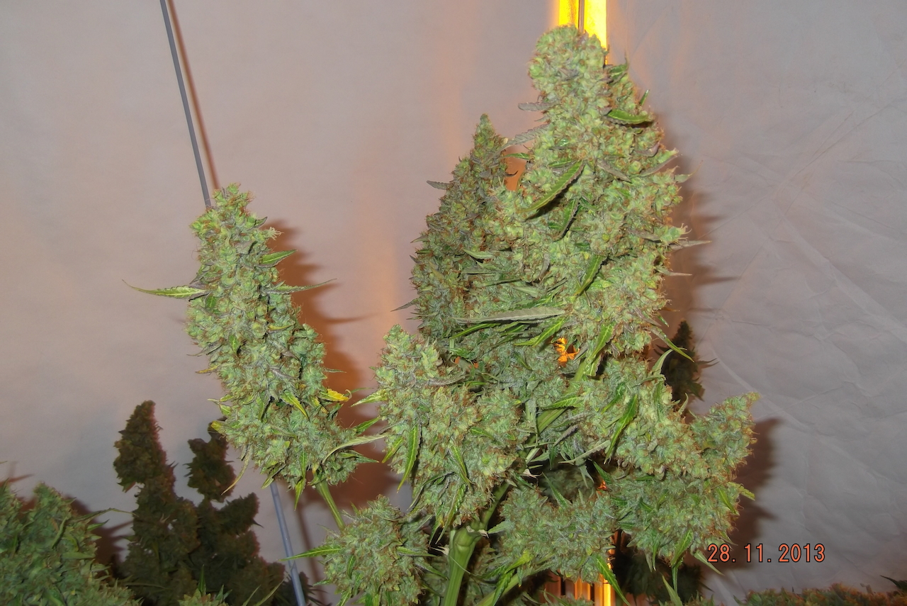 Dutch Passion AutoMazar