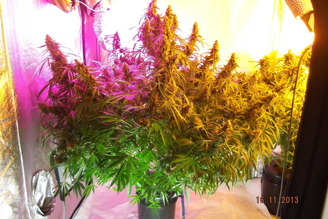 Grown under led, plasma and hps