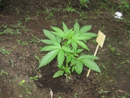 Legal Belgium TUP Cannabis Social Club