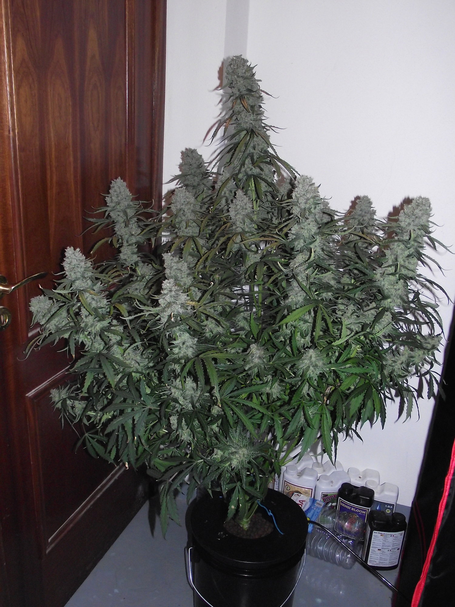 AutoUltimate Grow And Smoke Review