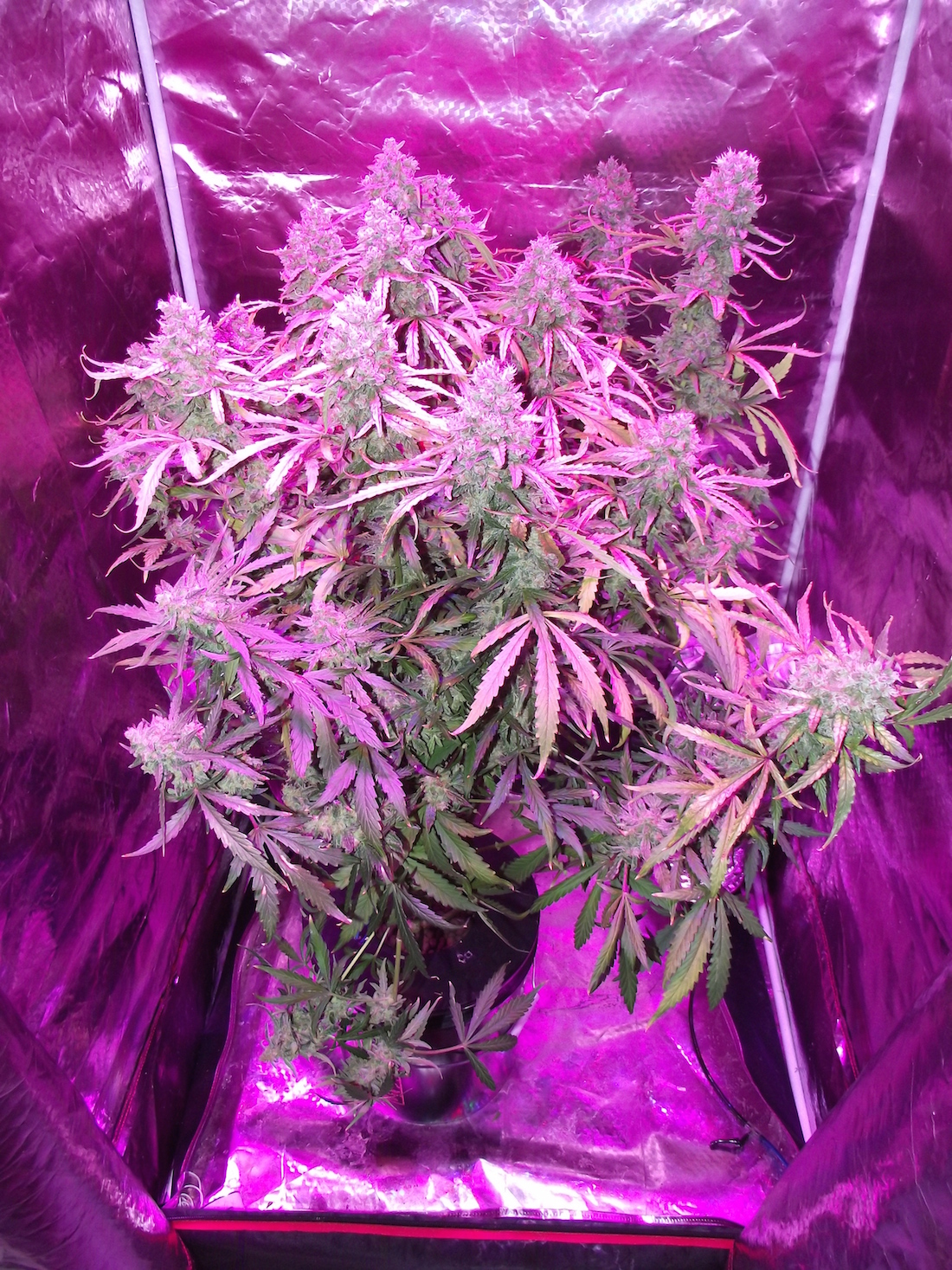 AutoUltimate Grow And Smoke Review