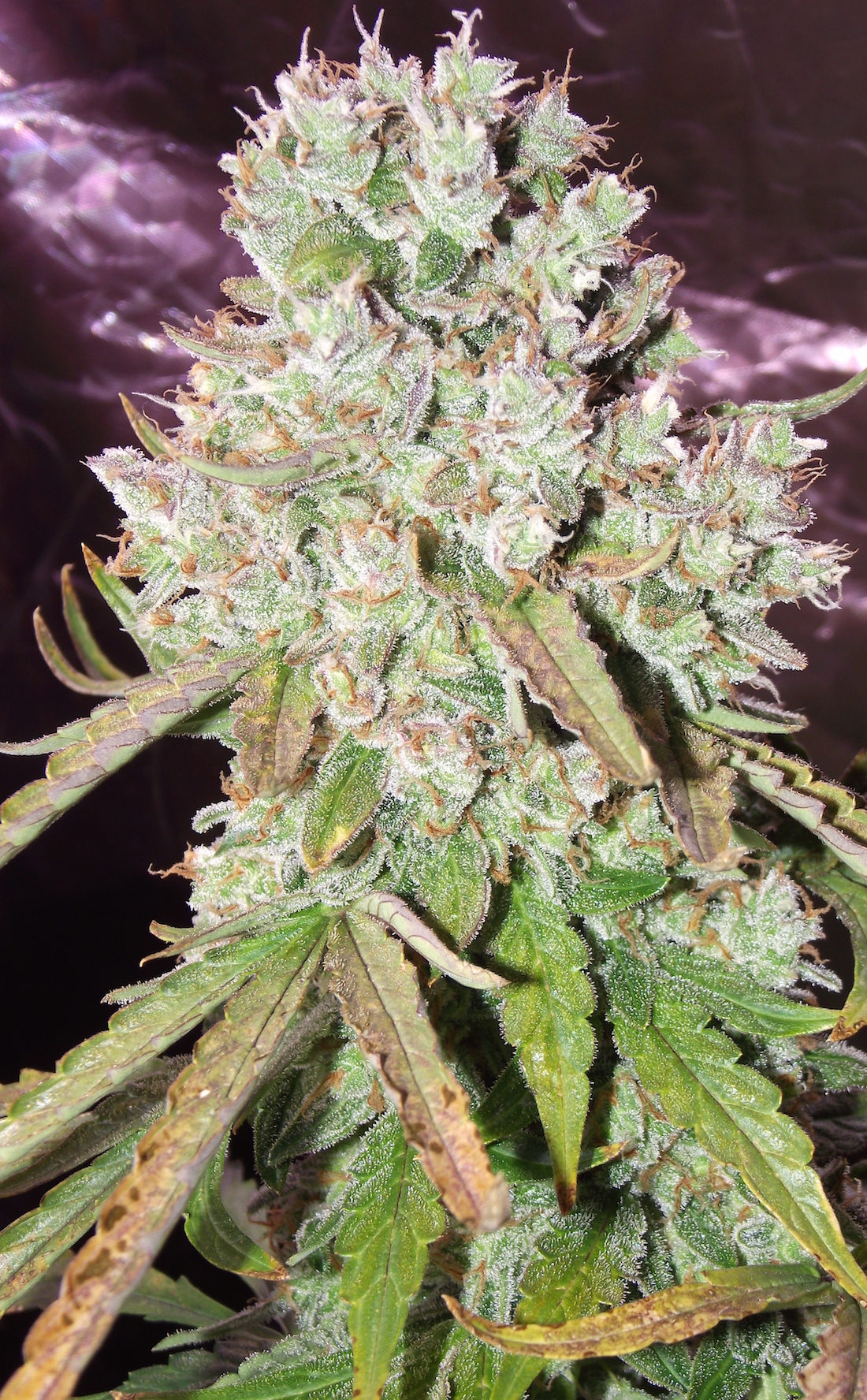 AutoUltimate Grow And Smoke Review