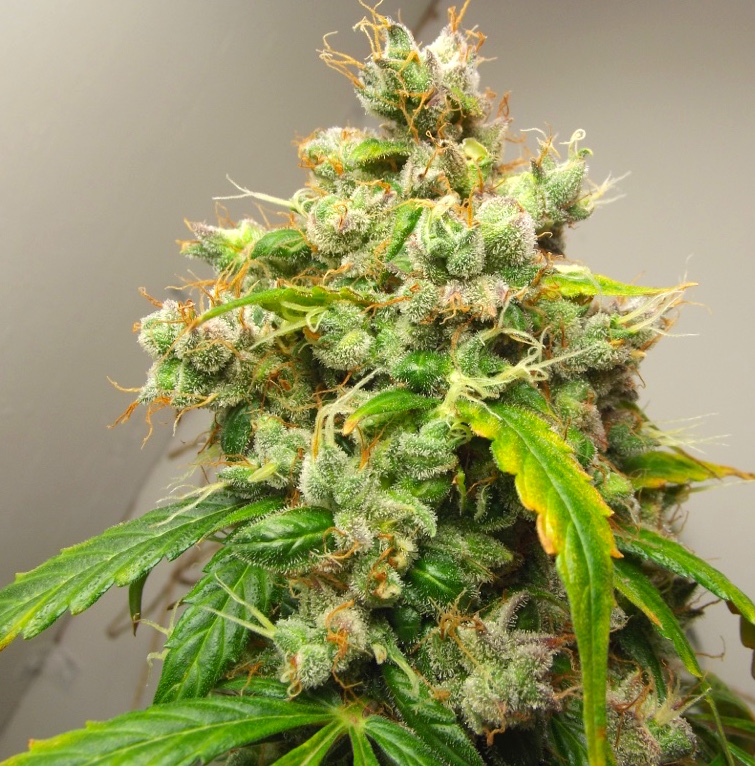 AutoEuforia cannabis review 