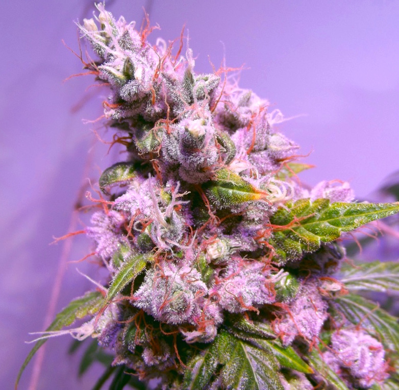 AutoEuforia grown under the Holographic Series 1 LED grow light by Tang 