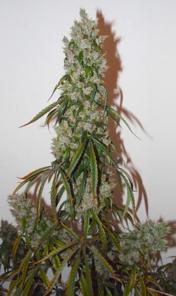 AutoEuforia cannabis review 