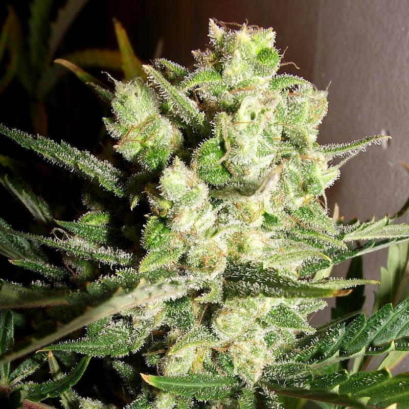 frosty auto white widow