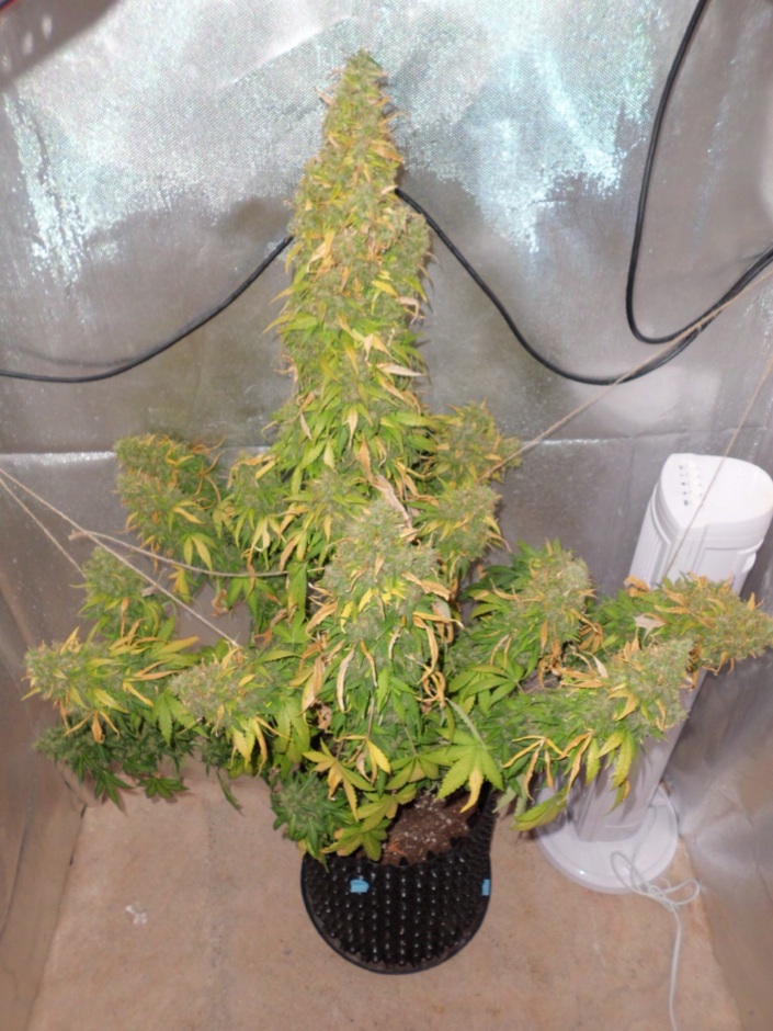 AutoDurban Poison