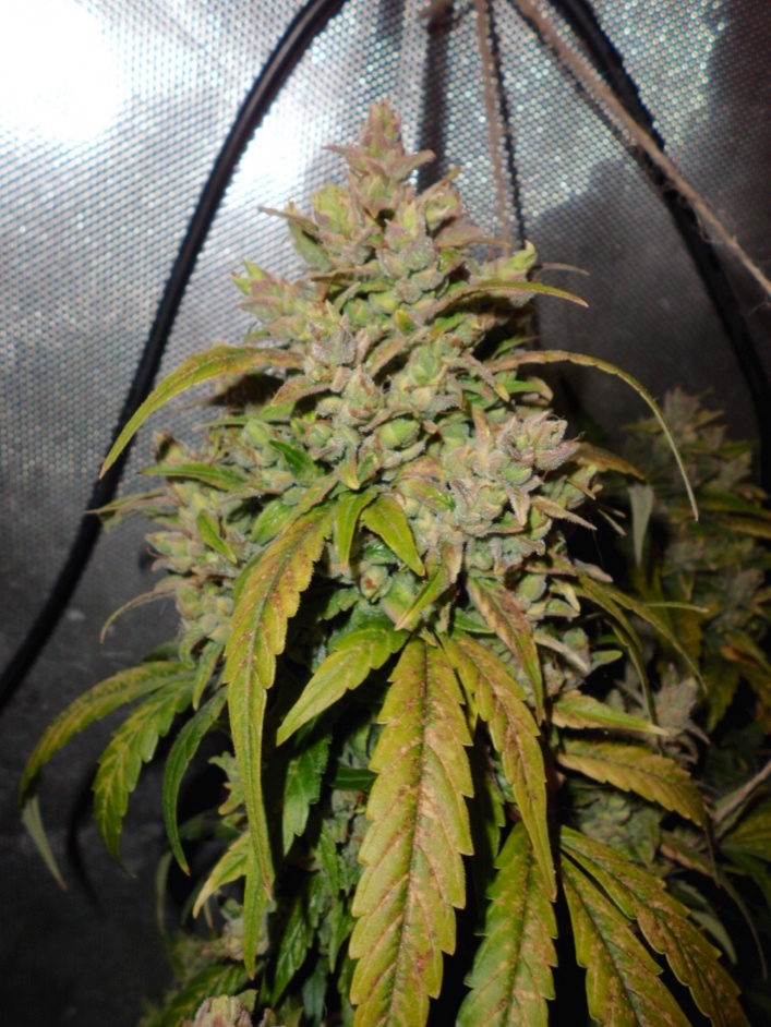AutoDurban Poison