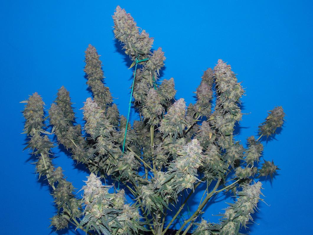 AutoWhite Widow review Dutch Passion