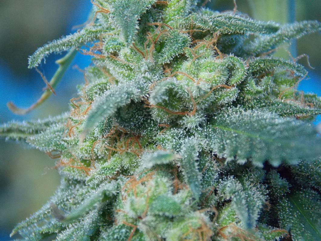 AutoWhite Widow review Dutch Passion