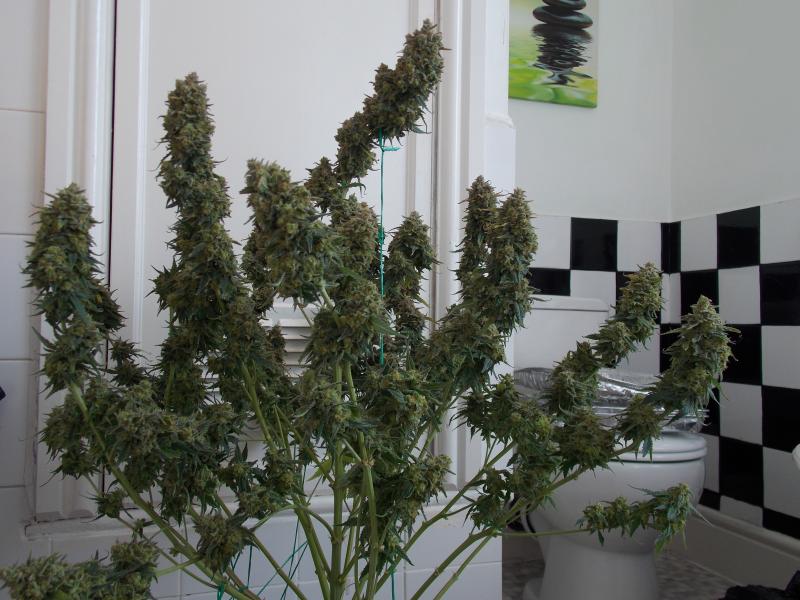 perfect for the home grower