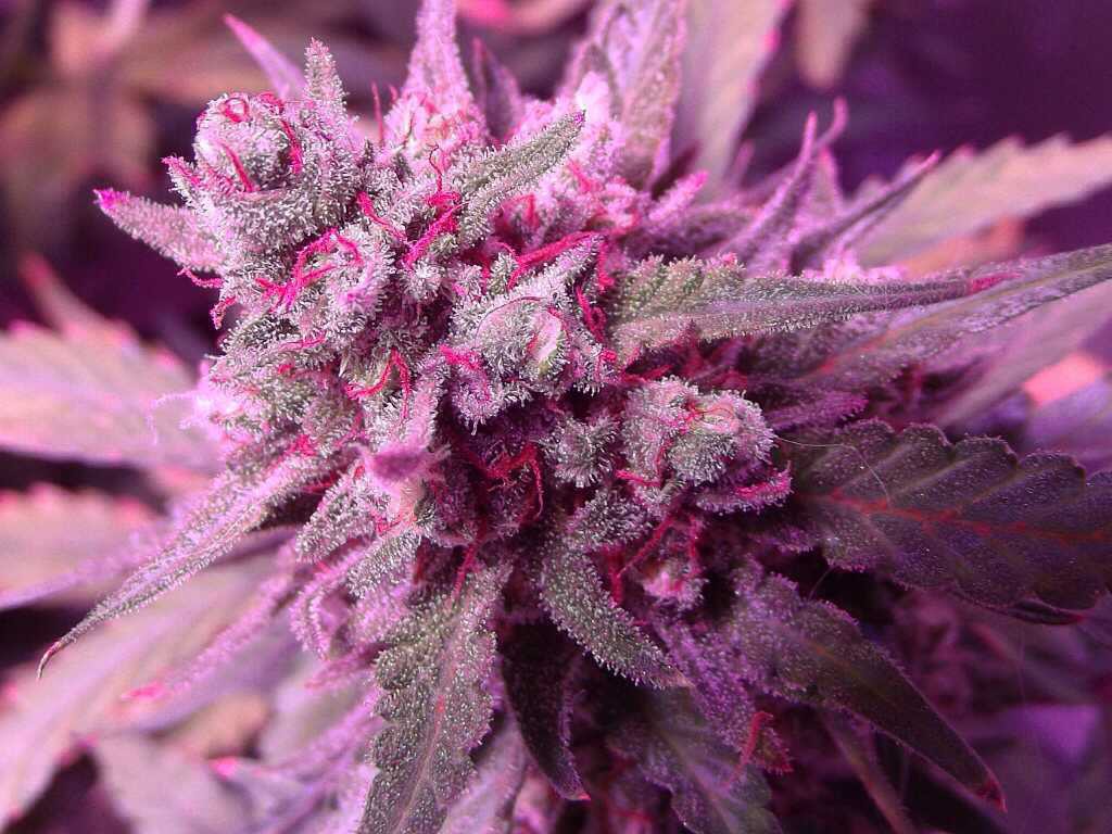 Frosty autowhite widow