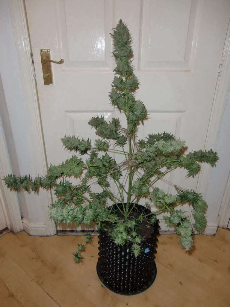 Good yields on the auto white widow