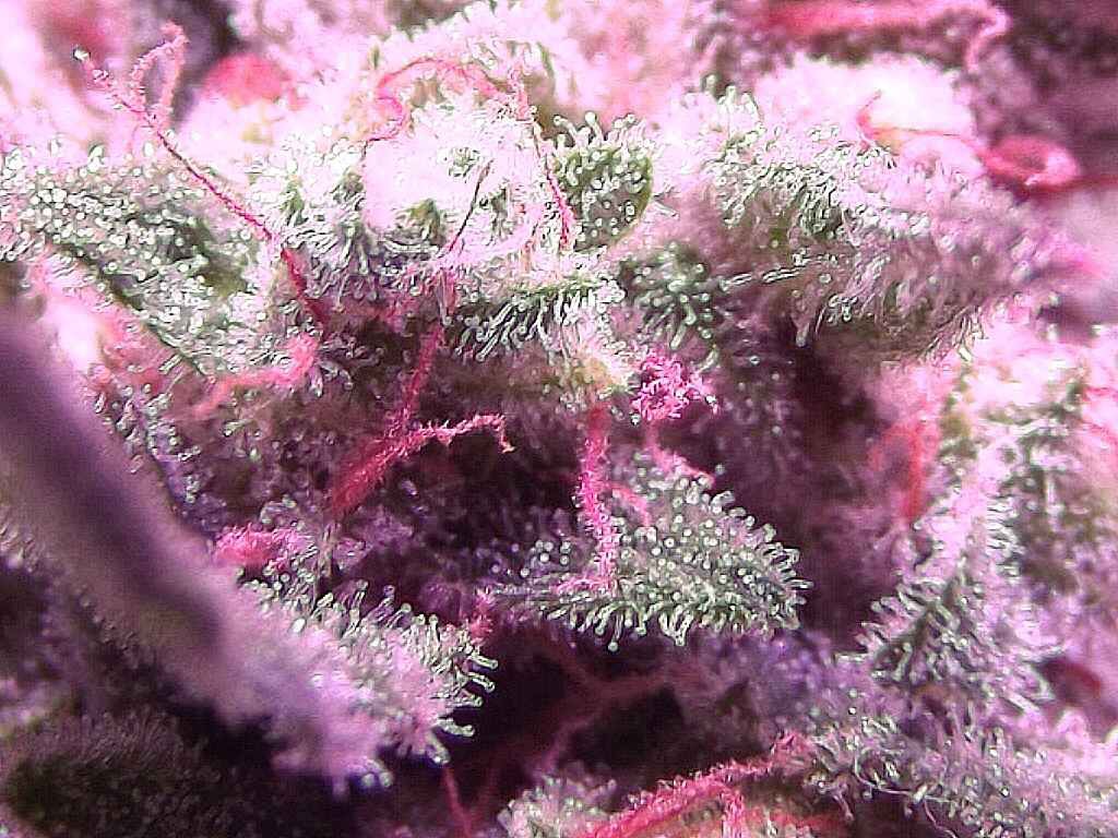 Dutch Passion AutoWhite Widow