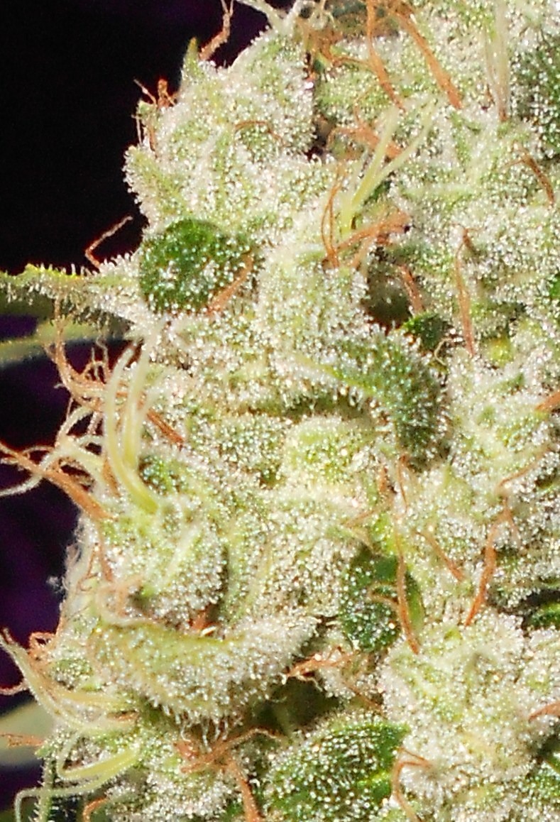 ortega indica medical review