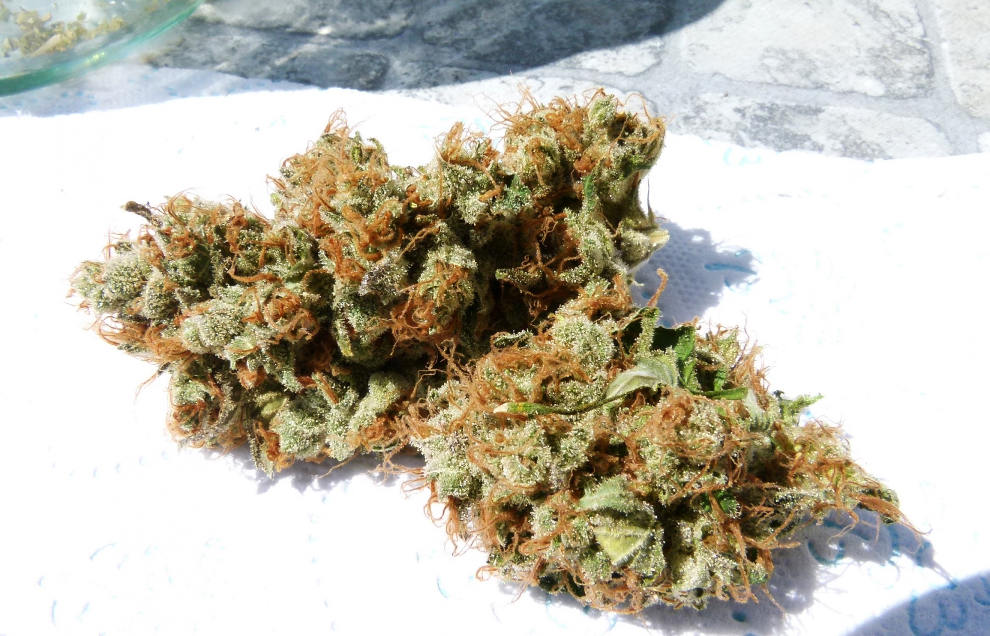 Blueberry Dutch Passion