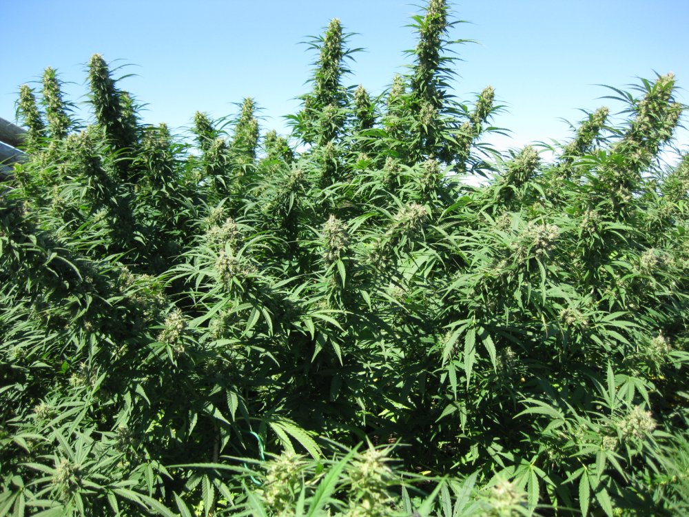 Preparing your grow location Blueberry  