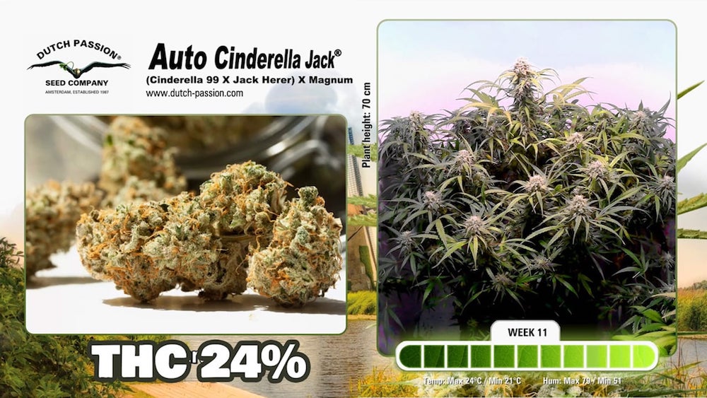 Cannabis flowering time lapse videos