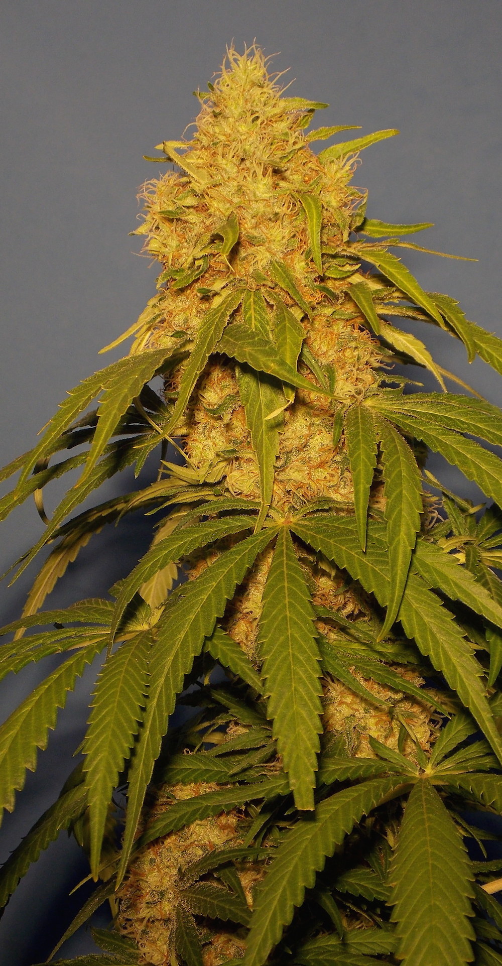 skunk haze plant, thick bloom and resin heavy