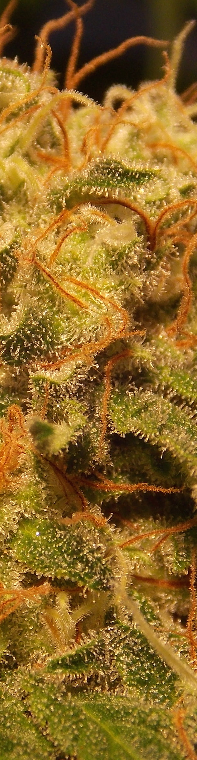 close up of bud
