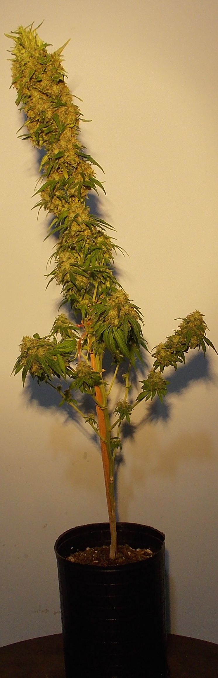 whole plant