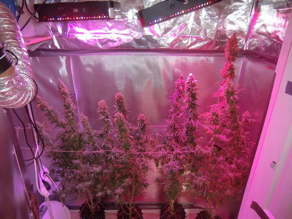 Dutch Passion Masterkush and Dutch Cheese