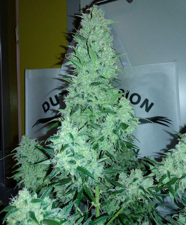  Auto Cinderella Jack Autoflowering cannabis seeds
