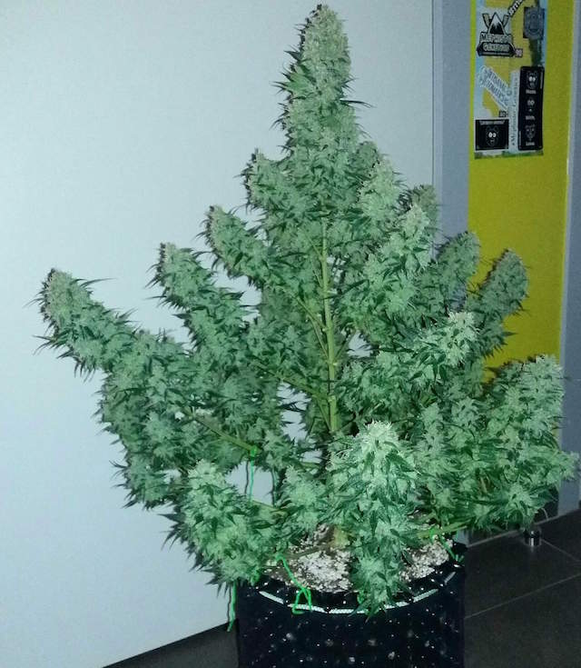 Auto Cinderella Jack Autoflowering cannabis seeds