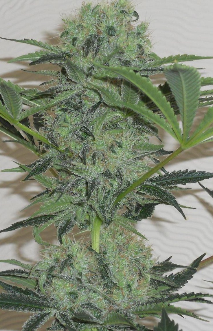 Jorge’s Diamonds #1