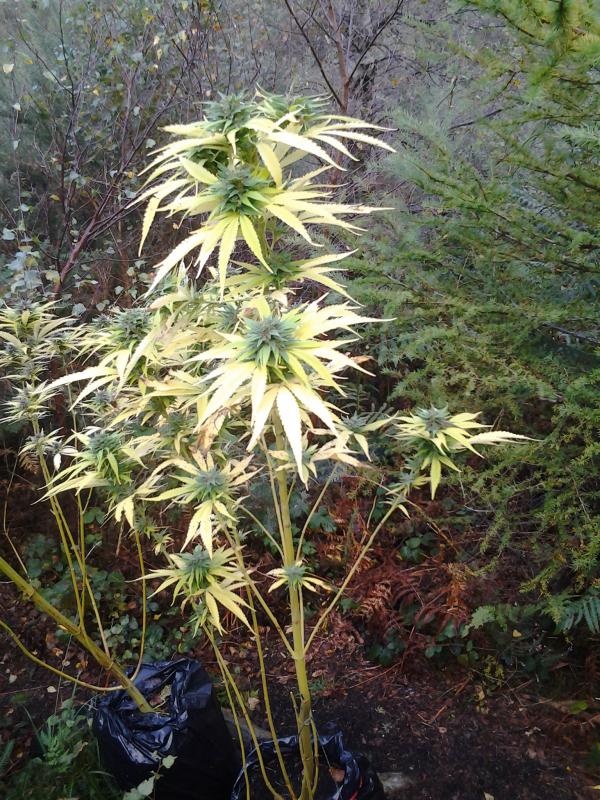 Frisian Dew and Durban Poison