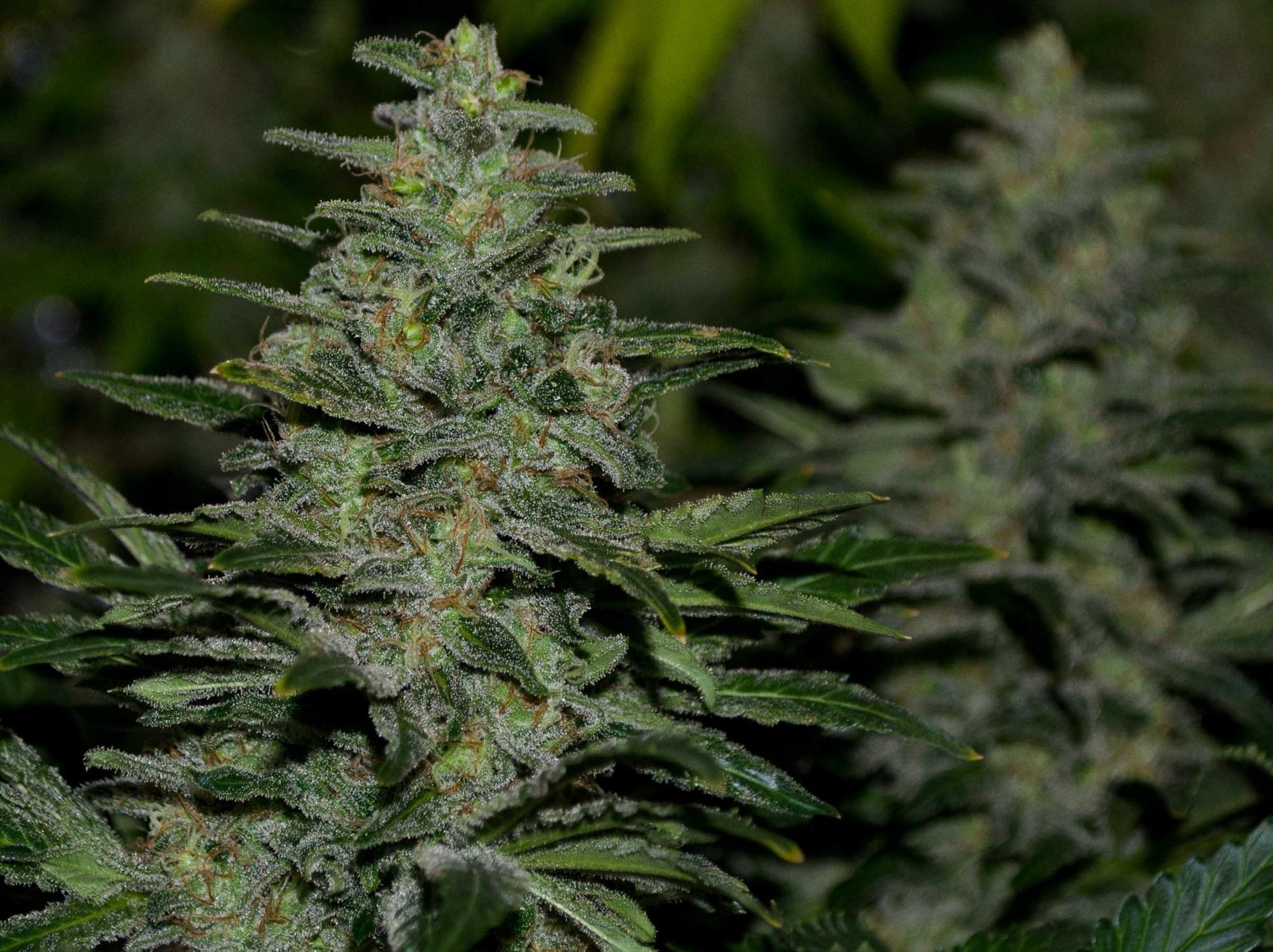 Dark Delight, a new customer favourite of Dutch Passion