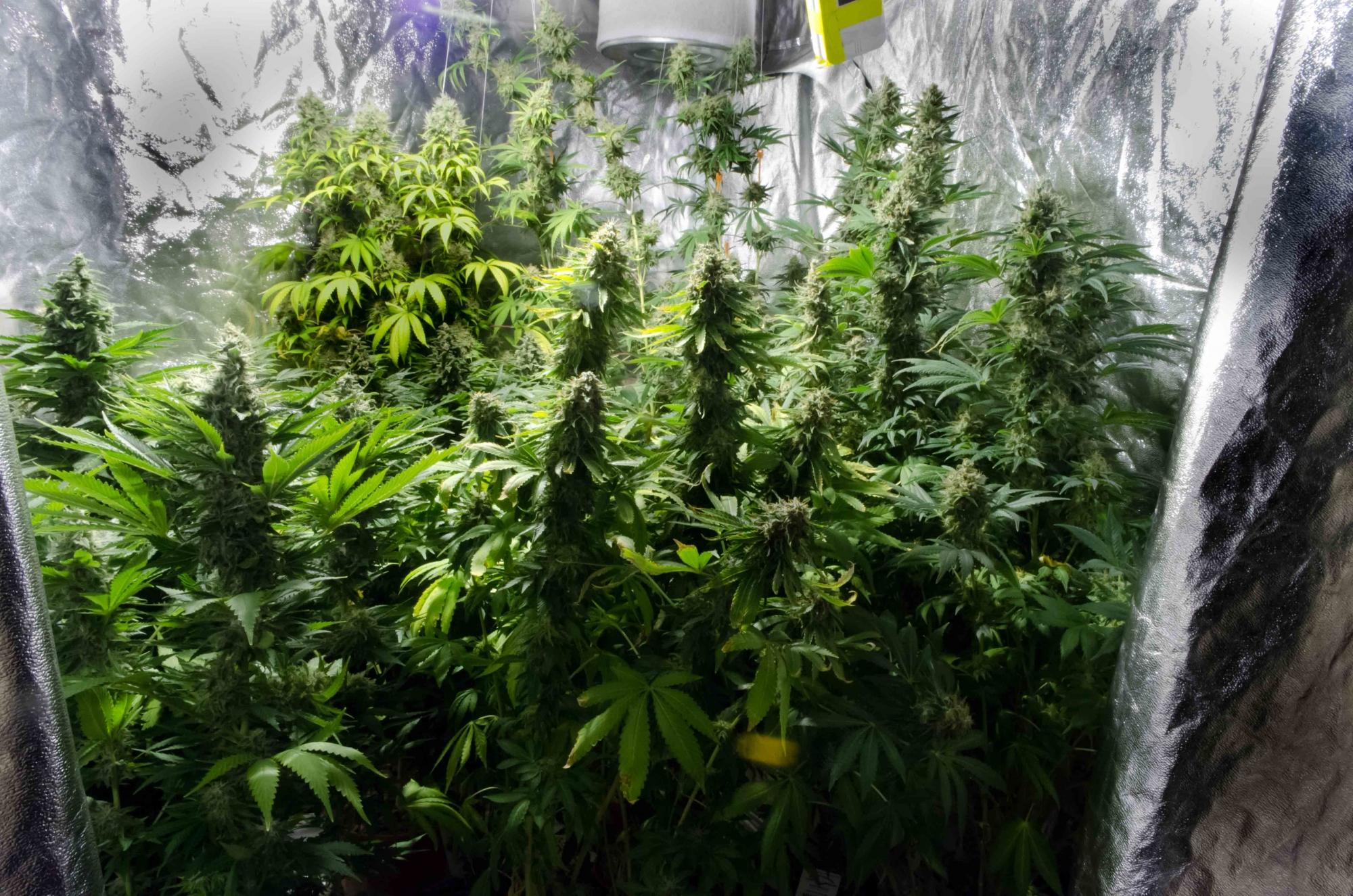 Legendary cannabis classics dutch passion