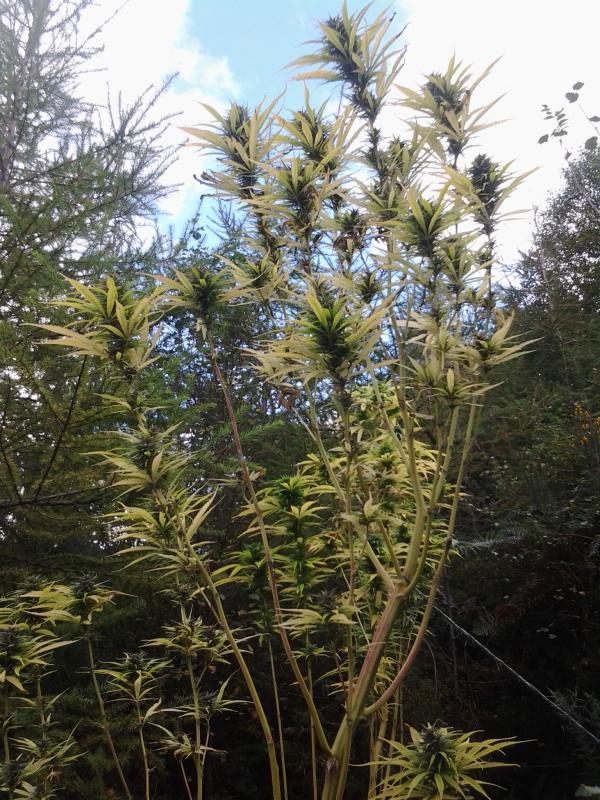 Frisian Dew and Durban Poison