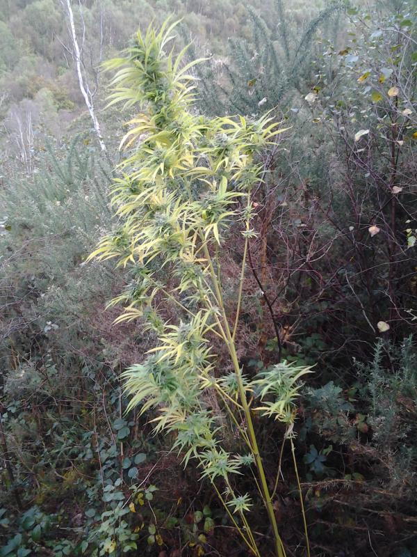  Grow review Dutch Passion