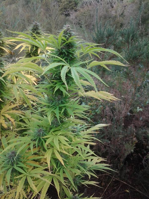   Grow review Dutch Passion