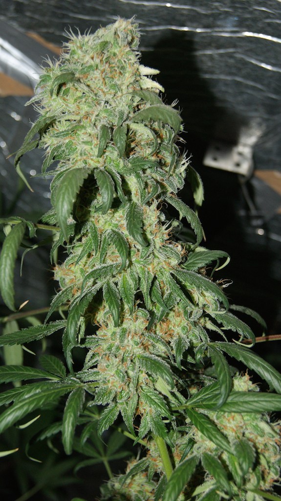 Freddy’s Best Grow Review