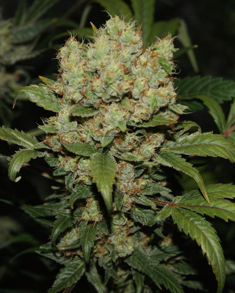 Freddy’s Best Grow Review