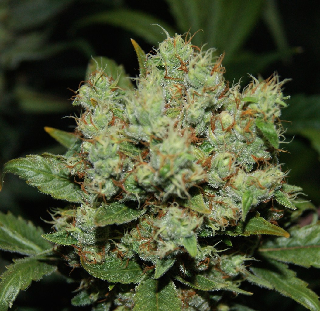 Freddy’s Best Grow Review