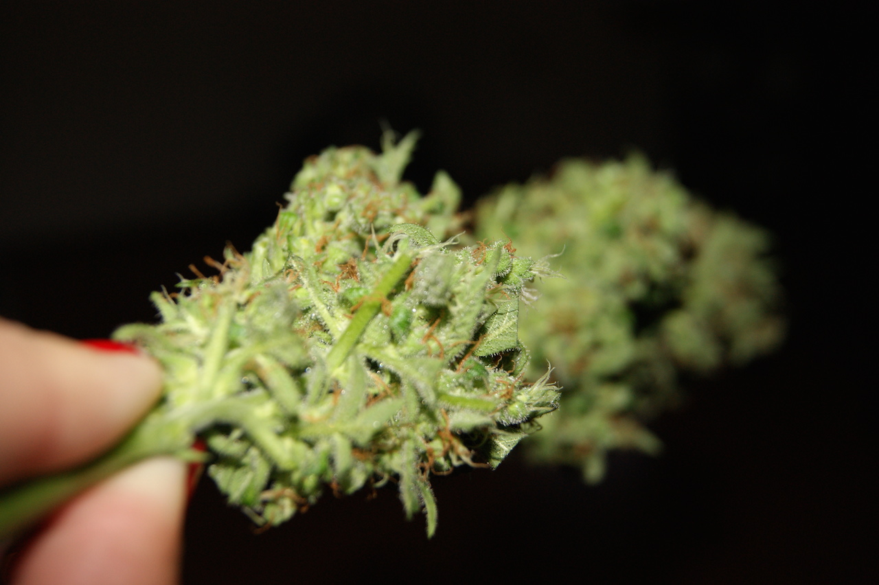 Freddy’s Best Grow Review