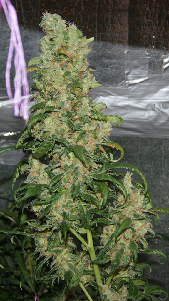 Freddy’s Best Grow Review